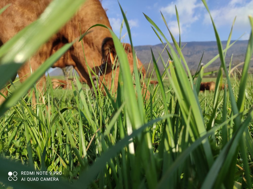 ferme bovine Chambéry