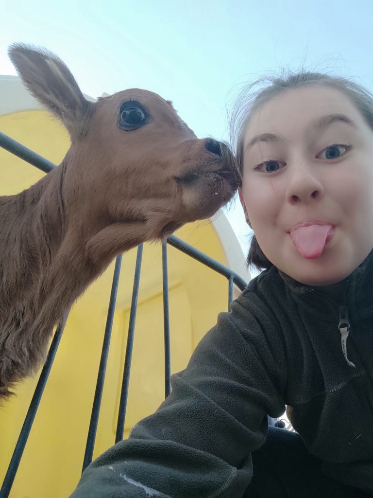 élevage de vaches Chambéry