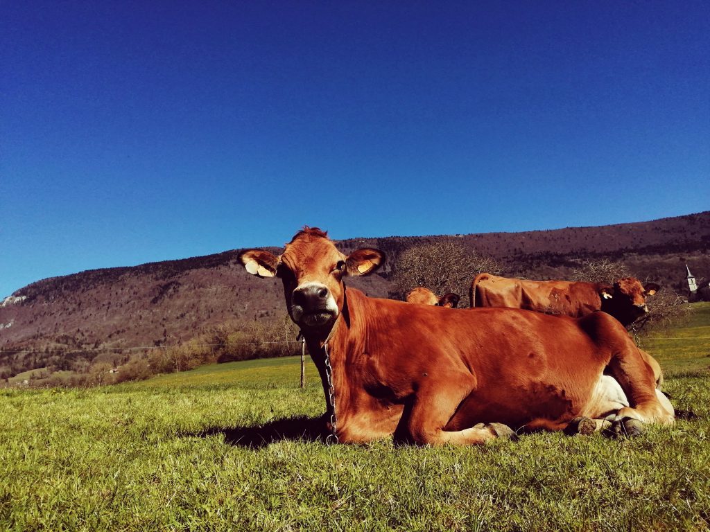partenaires de la Ferme du P’tit Chez Nous Chambéry