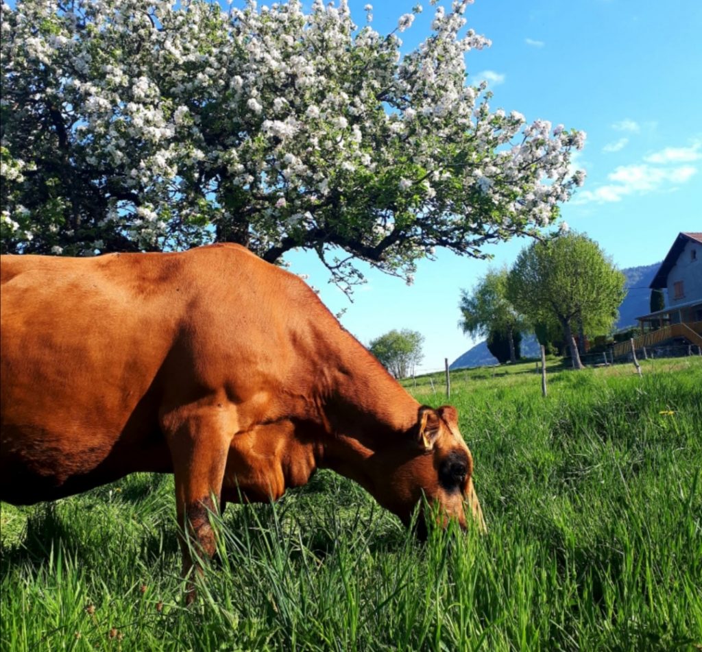 ferme vente direct Chambéry
